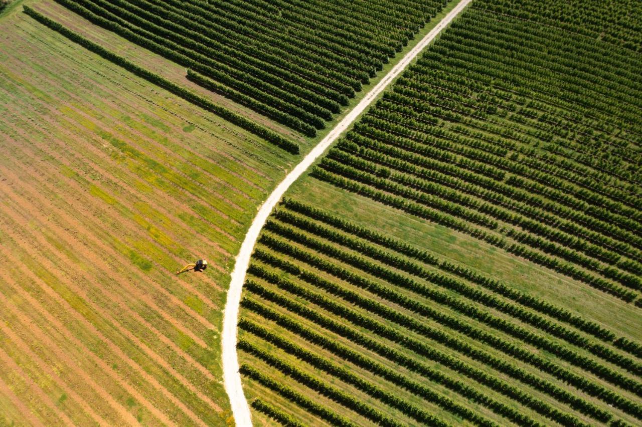 Agriturismo S.Angelo Villa Foiano Della Chiana Eksteriør billede